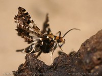 Thyris fenestrella