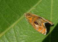 Olethreutes arcuella
