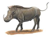 Image of: Phacochoerus africanus (common warthog)