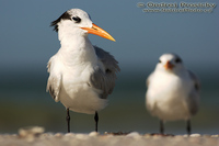 Sterna maxima - Royal Tern