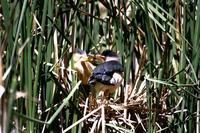 Ixobrychus minutus - Little Bittern