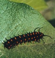 Image of: Battus philenor (pipevine swallowtail)