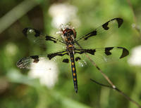 Image of: Celithemis fasciata