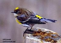 Image of: Dendroica coronata (yellow-rumped warbler)