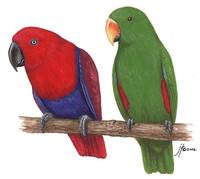 Image of: Eclectus roratus (eclectus parrot)