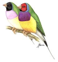 Image of: Erythrura gouldiae (Gouldian finch)