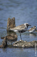 Image of: Pluvialis squatarola (grey plover;black-bellied plover)