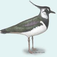 Image of: Vanellus vanellus (northern lapwing)