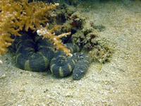 Image of: Acrochordus granulatus (little file snake)