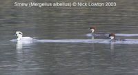 Smew - Mergellus albellus