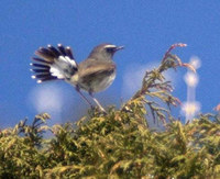 White-tailed Rubythroat - Luscinia pectoralis