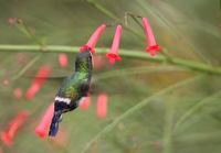 Green Thorntail (Popelairia conversii) photo