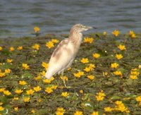 Squacco Heron - Ardeola ralloides