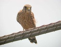 Eurasian Kestrel - Falco tinnunculus