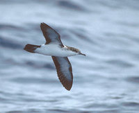 Audubon's Shearwater (Puffinus lherminieri) photo