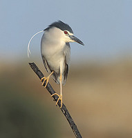 Black-crowned Night-Heron (Nycticorax nycticorax) photo