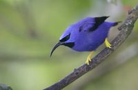 Purple Honeycreeper (Cyanerpes caeruleus) photo