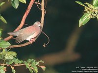 Pale-vented Pigeon - Patagioenas cayennensis