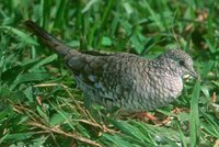 Scaled Dove - Columbina squammata