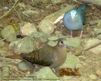 Blue Ground-Dove - Claravis pretiosa