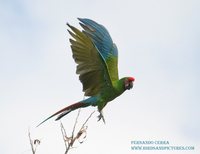 Military Macaw - Ara militaris