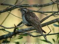 Pallid Cuckoo - Cuculus pallidus