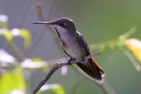 Ruby-topaz Hummingbird - Chrysolampis mosquitus