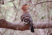 Madagascar Hoopoe - Upupa marginata