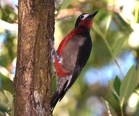 Puerto Rican Woodpecker - Melanerpes portoricensis