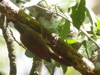 Ivory-billed Woodcreeper - Xiphorhynchus flavigaster