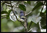 Uniform Antshrike - Thamnophilus unicolor