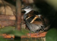 Banded Antwren - Dichrozona cincta