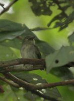 Dwarf Tyrant-Manakin - Tyranneutes stolzmanni