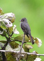 Smoke-colored Pewee - Contopus fumigatus