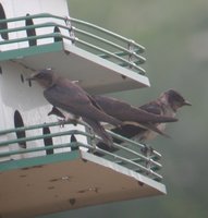 Purple Martin - Progne subis