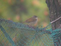 Pale-legged Leaf-Warbler - Phylloscopus tenellipes