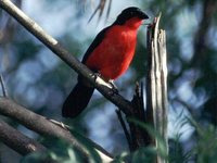 Black-headed Gonolek - Laniarius erythrogaster