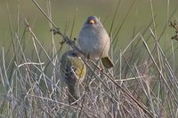 Great Pampa-Finch - Embernagra platensis