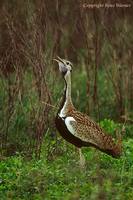 Black-bellied Bustard Singing