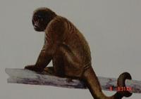 Brown Woolly Monkey (Lagothrix lagotricha)