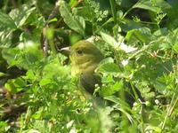 Scarlet Tanager