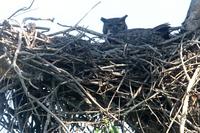 Great  horned  owl   -   bubo  virginianus   -   Gufo  reale  della  Virginia