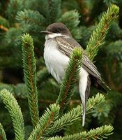 Eastern Kingibird
