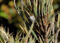 Volcano Hummingbird  