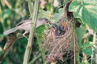 Plain Prinia- Feeding