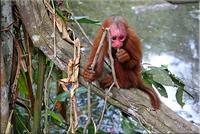 Immature Red Uakari Monkey