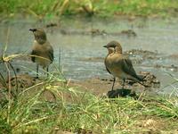 Collared Pratincole (Rödvingad vadarsvala) - Glareola pratincola