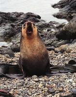 Subantarctic Fur Seal, Arctocephalus tropicalis