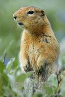 Arctic Ground Squirrel ( Spermophilus parryii ) , alert to danger Denali National Park , Alaska ...