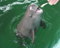 Neophocaena phocaenoides, Finless porpoise